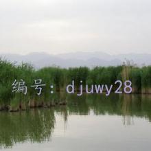 ͨ