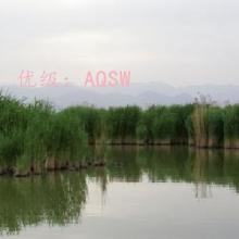 δ
