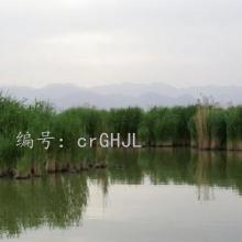 ָ