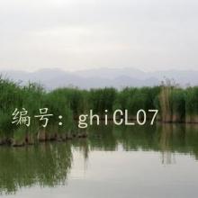 ز