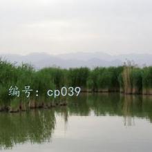 δ