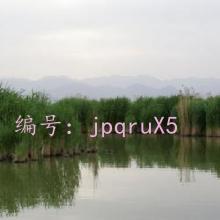 ָ
