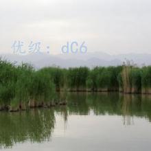 δ