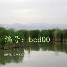 ز