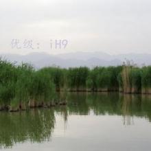 ѧ