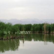 ز
