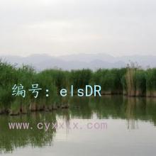 ز